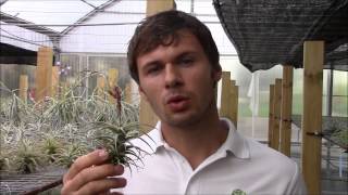 Tillandsia latifolia Planta Brutt video 24 Deutsch [upl. by Chrisy456]