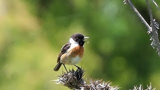 European Stonechat in Spain [upl. by Ardnuhsor792]