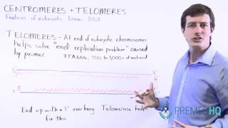 Telomeres Telomerase and their Function [upl. by Irahs]