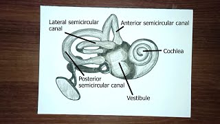 Inner Ear Anatomy Drawing  Draw Human Ear Diagram  Science diagram  Easy Step by step [upl. by Tommi]