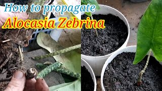 HOW TO PROPAGATE ALOCASIA ZEBRINA  SIMPLY GARDENING [upl. by Hnoj]