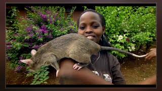 Gambian Pouched Rat [upl. by Crosse]