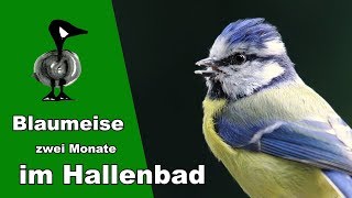 Blaumeise acht Wochen im Hallenbad gefangen  Tiernotruf 188 [upl. by Seafowl]