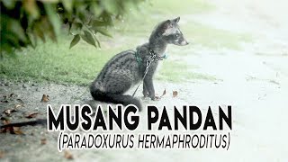 Musang Pandan  Paradoxurus hermaphroditus [upl. by Gromme]