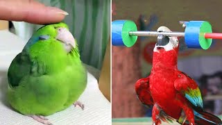 Smart And Funny Parrots Parrot Talking Videos Compilation 2023  Cute Birds 25 [upl. by Ardnait]