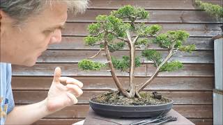 Juniperus Chinensis three trunk bonsai6part1 [upl. by Nivla810]