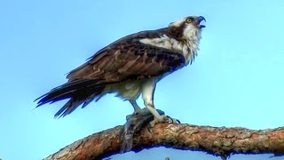 Osprey Calling  Loud and Long [upl. by Newbill]