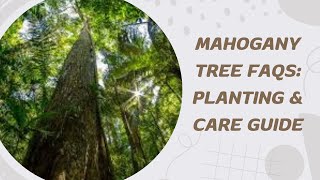 Mahogany Tree FAQs Planting amp Care Guide [upl. by Hainahpez]