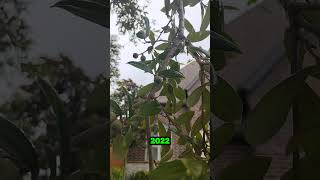 Broadleaf Killer vs Broadleaf Tree  quotWeed n Feed Kz 💀🥀 Trees 🌳 Yall  arborist [upl. by Teresa]