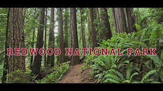 Redwood National Park [upl. by Anoiek981]