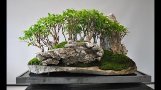 FICUS MICROCARPA penjing forest [upl. by Acsisnarf]