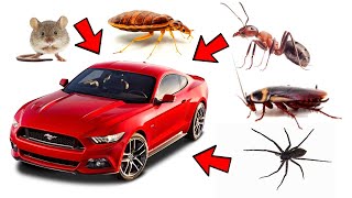 How to Get Rid of Pests in Vehicles Cockroaches Ants Spiders Rodents Bedbugs [upl. by Peale967]