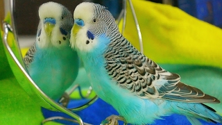 Parakeet sounds  Budgie singing to mirror [upl. by Athiste]