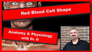 Red Blood Cell Shape Anatomy and Physiology [upl. by Maurer526]