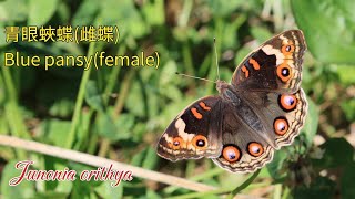 【4K】青眼蛺蝶雌蝶青擬蛺蝶孔雀青蛺蝶Blue pansyJunonia orithya 07X slow motion [upl. by Hestia407]