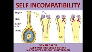 SelfIncompatibility in Angiospermic Plants by Sanju Balot [upl. by Raffaello466]