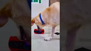 मेरा डॉगी क्यों रोने लगा😭 funnydogs shorts [upl. by Ephrayim589]