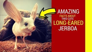 Long eared Jerboa facts for kids Amazing facts about cute Jerboa baby pet [upl. by Oniger]