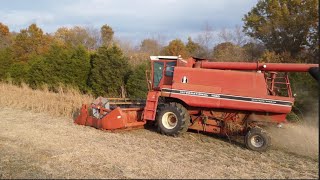 Harvesting Soybeans With an International 1460 [upl. by Nathanson]