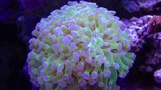 Frogspawn Coral Thin Branched Euphyllia paradivisa [upl. by Thurmond852]