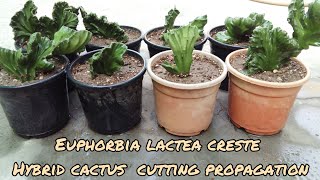 Euphorbia lactea creste hybrid cactus cutting propagation [upl. by Mccowyn]