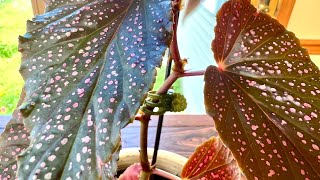 Indoorplants how to propagate the Begonia Maculata A complete guide with weekly updates [upl. by Aratahc]