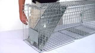 How to Set Havahart® Feral Cat Trap Model 1099 [upl. by Karol]