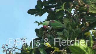 Alexandrine parakeet Sri Lanka 20110208080500mp4 [upl. by Klarika]