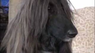 Champion Afghan hound headed for Westminster dog show [upl. by Erdnad]