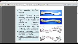 شرح ال clavicle [upl. by Brandice]