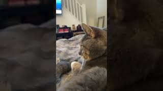 Cat is vibing vibing cat fypyoutube anime [upl. by Dnomed]