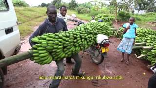 Innovation in banana cropping systems [upl. by Annoved953]