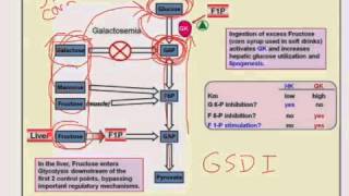 Other Sugars in Glycolysis [upl. by Calvo]