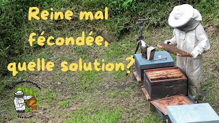 Reine mal fécondée quelles solutions apiculture [upl. by Eehc382]