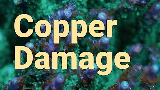 Reef Tank Update Copper Corroding Pumps and Acropora Coral Damage [upl. by Lenroc]