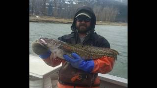 The decline and recovery of burbot in the Kootenai River [upl. by Arreit]