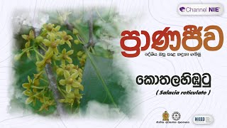 කොතල හිඹුටු  Salacia reticulata  ප්‍රාණජිව  දේශීය ඔසු පැළ හදුනා ගනිමු [upl. by Etam219]