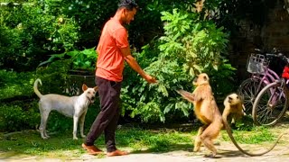 dog vs monkey langur vs dog🐕🐒 [upl. by Ewnihc]