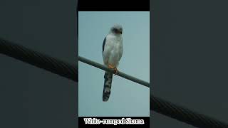 Whiterumped Falcon with call birds shortvideo wildlife subscribe shortsfeed shorts short [upl. by Pega934]