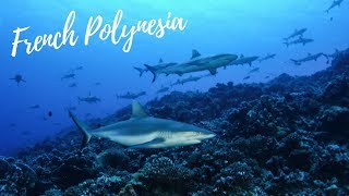 The Wall of Sharks  Fakarava French Polynesia [upl. by Nalla]