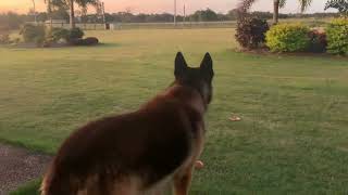 Guaranteed to make you dog howl  German shepherd howling [upl. by Assilak289]