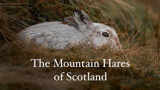 The Mountain Hares of Scotland [upl. by Alamak]