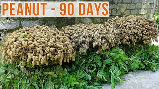 Good Ideas How to grow Peanuts at home with many tubers and high yield [upl. by Stanleigh]