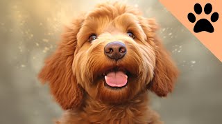 Pros and Cons of Goldendoodles [upl. by Trebloc983]