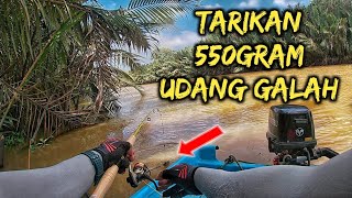 MANCING UDANG GALAH DI HILIR SUNGAI SUAI ‼️TARIKAN UDANG 550 GRAM ‼️ [upl. by Inahc]