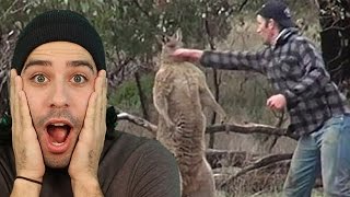 Kangaroo Attacks Man in Australia [upl. by Jarlath245]