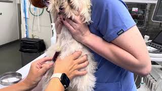 Canine jugular blood draw [upl. by Lazaruk]