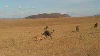 Lioness attacks Wildebeest  Masai Mara Kenya [upl. by Lisk650]