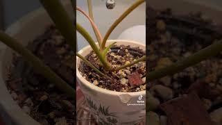 Philodendron Billietiae Billie  Rare Common Houseplant Collection  Plant Care  Home amp Garden [upl. by Selima]