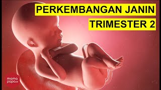 PERKEMBANGAN JANIN TRIMESTER 2 MINGGU 1327 [upl. by Seerdi269]